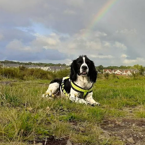 Dog friendly holidays in South West France