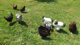 Our chickens