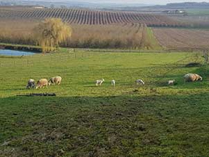 Our hens at Peyrenegre fanily gites in Labretonie, Lot-et-Garonne