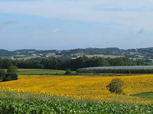 Harvest time at Peyrenegre family gites in the Lot-et-Garonne